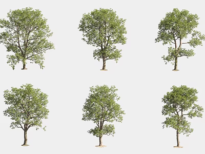 Various Forms of Trees with Green Leaves and Strong Trunks Isolated on Gray Background 3d model