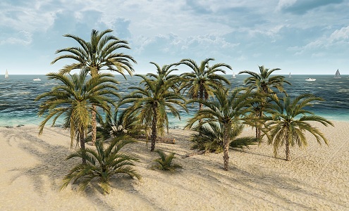 Modern Date Palm Tropical Date Palm 3d model