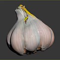 Fresh Garlic Bulb with Papery Skin and Green Shoots on Black Reflective Surface