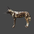 African Wild Dog With Distinctive Spotted Coat And Large Ears Standing