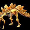 Golden Dinosaur Skeletal Organ Structure With Detailed Bone Features On Black Background