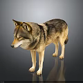 Realistic 3D Wolf Model in Standing Pose With Dark Background Reflection 3d model