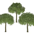 Three Arbor Trees with Lush Green Canopies and Slender Trunks 3d model
