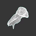 Animal Skull Anatomical Structure With Detailed Bone Features And Natural Texture