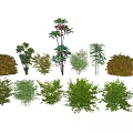 Various Green Shrubs With Diverse Foliage For Garden Landscape Design