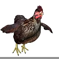 Brown Feathered Chicken With Red Comb Spread Wings And Yellow Claws On White Background