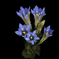 Beautiful Plant With Blue Flowers Green Stems And Leaves On Black Background