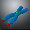 Blue Structure With Red Ends And Green Central Ring On Dark Surface