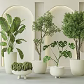 Indoor Bonsai Plants in White Pots with Various Green Species Minimalist Interior and Arch Wall