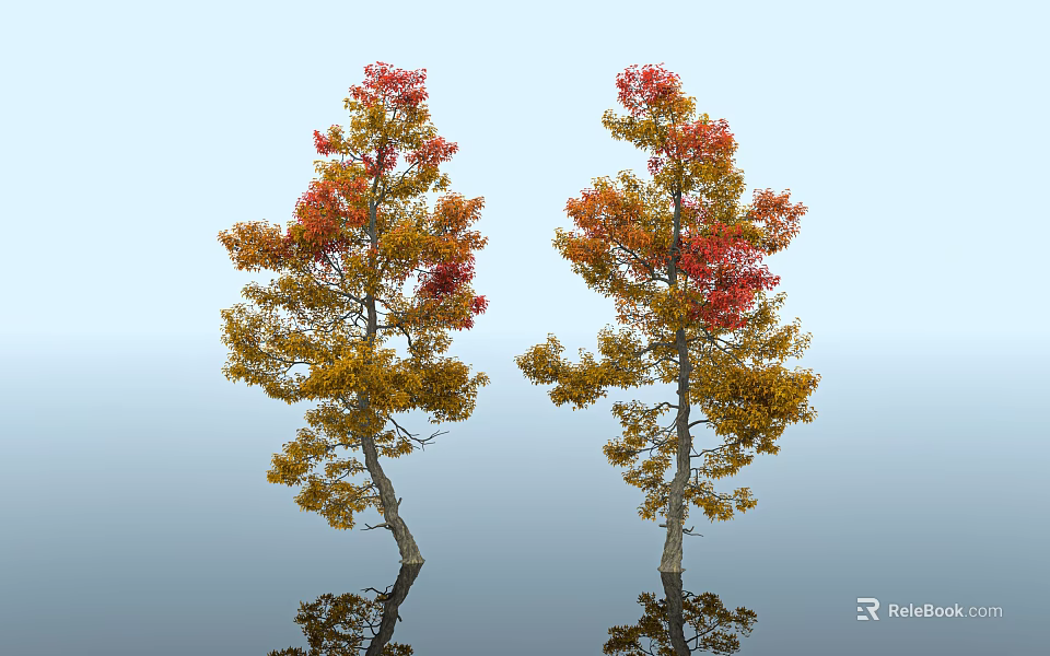Two Trees With Red And Yellow Leaves Reflection In Light Blue Sky And Water 3d model 