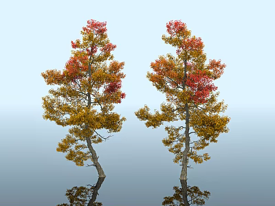 Two Trees With Red And Yellow Leaves Reflection In Light Blue Sky And Water 3d model