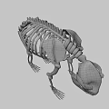 Detailed Anatomical Bear Skeleton 3D Model with Bone Structure