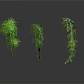 Three Fresh Green Hanging Plants on White Background With Clear Reflections