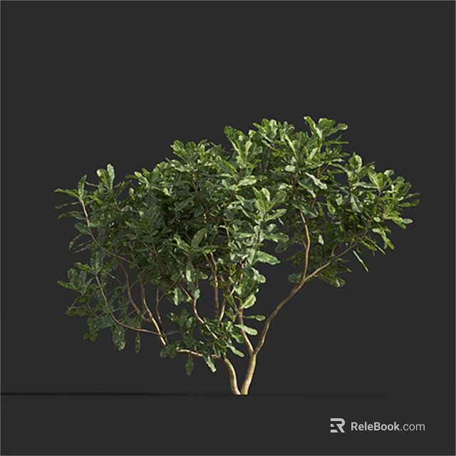 Lush Green Shrub With Dense Foliage And Slender Branches Isolated On Dark Background 3d model 