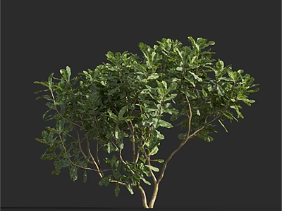 Lush Green Shrub With Dense Foliage And Slender Branches Isolated On Dark Background 3d model