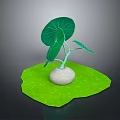 Green Plant With Large Green Leaves And White Bulbous Root On Green Leaf Base