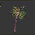 Tall Palm Tree With Green Fronds And Brown Trunk Against Gray Background
