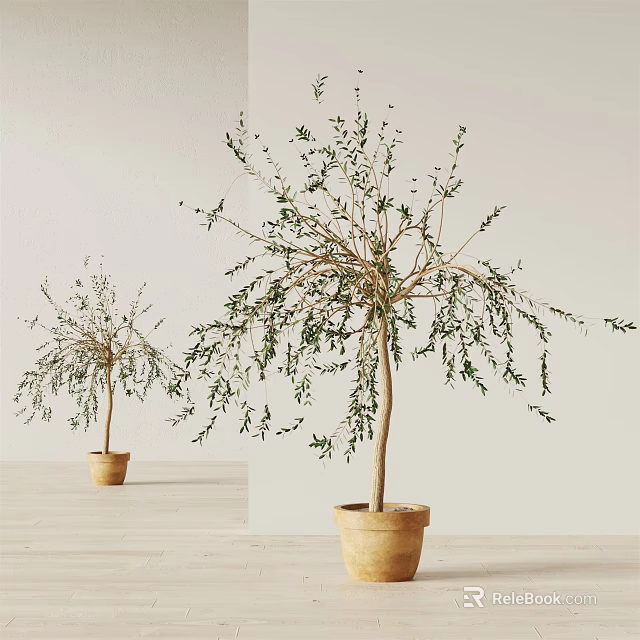 Potted Olive Trees With Slender Branches And Green Leaves In Terracotta Pots 3d model 