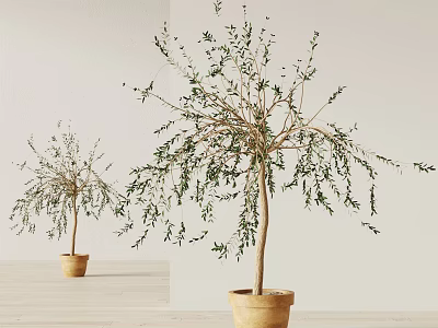 Potted Olive Trees With Slender Branches And Green Leaves In Terracotta Pots 3d model