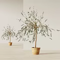 Potted Olive Trees With Slender Branches And Green Leaves In Terracotta Pots