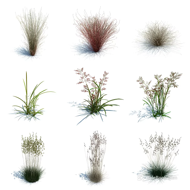 Ornamental Grasses In Various Colors And Shapes For Garden Landscaping 3d model 