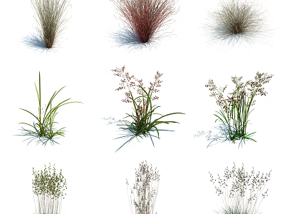 Ornamental Grasses In Various Colors And Shapes For Garden Landscaping 3d model