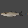 3D Realistic Fish Model With Colorful Rubik's Cube In Gray Background 3d model