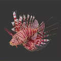 Vibrant Red And White Striped Lionfish With Elongated Fins Against Dark Background
