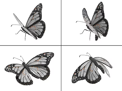 Realistic Butterfly Illustrations With Detailed Black And White Wings From Multiple Angles 3d model