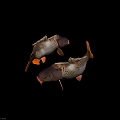Two Brown And White Carp With Orange Tails Fins And Natural Swimming Posture