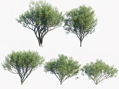 Multiple Arbor Trees With Green Leafy Branches And Diverse Canopy Shapes 3d model