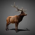 Realistic 3D Rendering Of Brown Elk With Large Antlers Standing On Gray Background