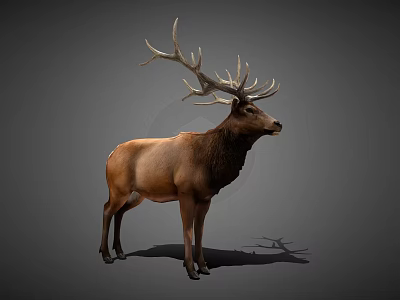 Realistic 3D Rendering Of Brown Elk With Large Antlers Standing On Gray Background 3d model