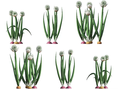 Crop Plants With Long Green Leaves White Bulbous Tops And Pink Yellow Roots 3d model