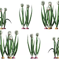 Crop Plants With Long Green Leaves White Bulbous Tops And Pink Yellow Roots