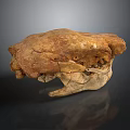 Large Ancient Animal Fossil Skull With Prehistoric Bone Structure And Scientific Significance