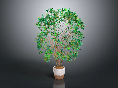 Green Leafy Indoor Plant with Lush Foliage and Brown Trunks in White Pot 3d model