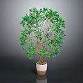 Green Leafy Indoor Plant with Lush Foliage and Brown Trunks in White Pot