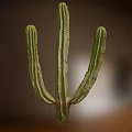 Green Cactus Bonsai Potted Plant with Three Branches and Natural Texture