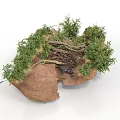 Modern Natural Landscape Decor with Brown Rock Green Plants and Twisted Tree Roots