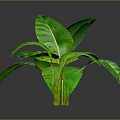 Banana Leaf Plant With Large Green Leaves And Green Stems On Dark Background