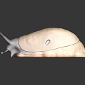 Light Brown Snail With Dark Tentacles Smooth Body On Shiny Dark Surface