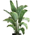 Tall Potted Plant With Large Green Leaves In Black Pot For Indoor Decor
