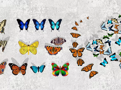 Colorful Insect Butterflies With Various Species And Vibrant Patterns On Grey Background 3d model
