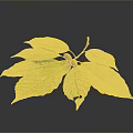Vibrant Healthy Green Leaves With Ripe Red Fruit On Dark Background