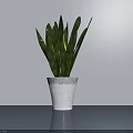 Potted Plant with Striped Green Leaves in White Patterned Pot on Smooth Blue Tabletop