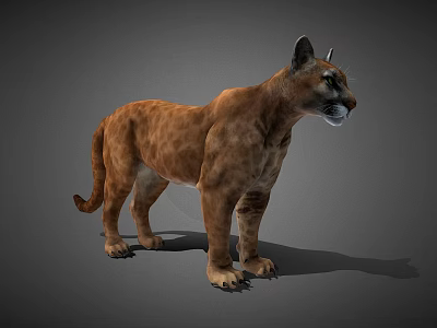 3D Modeled Puma With Brown Fur In Standing Pose On Gray Background 3d model