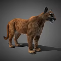 3D Modeled Puma With Brown Fur In Standing Pose On Gray Background