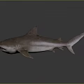Realistic 3D Shark Model With Detailed Skin Texture And Reflective Surface 3d model