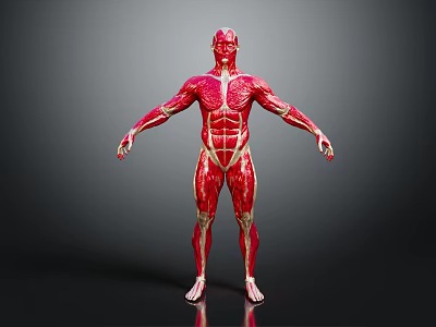 Realistic Human Muscles Anatomy 3D Model Full Body Showing Complete Muscular Structure 3d model